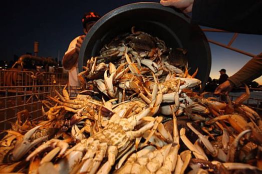 dungeness crab